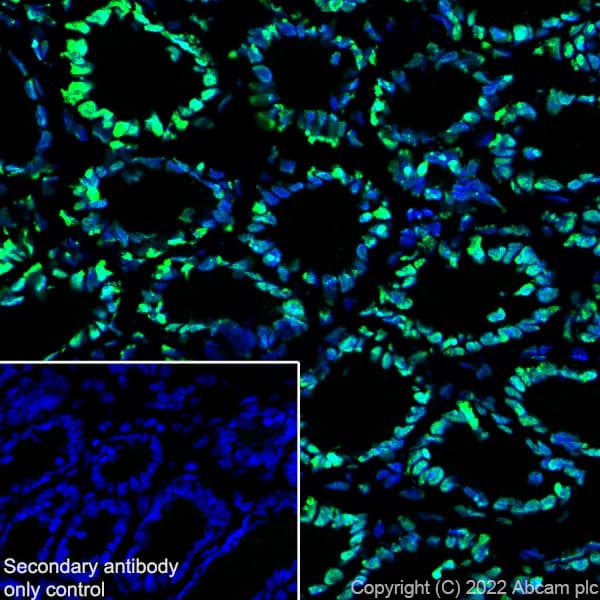 Anti-Histone H3 (acetyl K4+K9+K14+K18+K23+K27) antibody [RM1045] - BSA and Azide free(AB300642)
