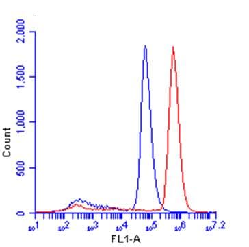 Anti-beta Catenin antibody - ChIP Grade(AB227499)