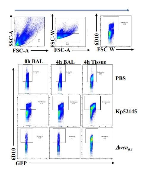 Rhodamine Conjugation Kit (Fast) - Lightning-Link®(AB188286)
