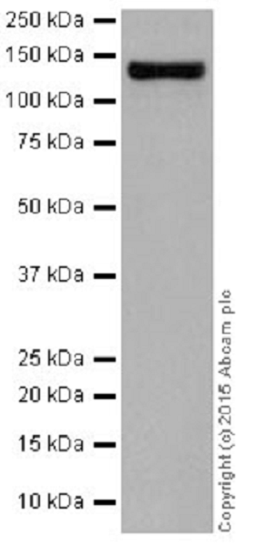Anti-Dnmt3a antibody [EPR18455](AB188470)