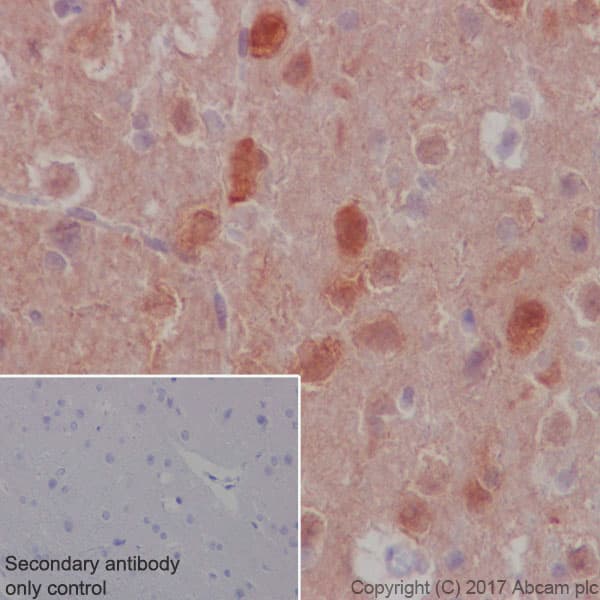 Anti-S6K1 antibody [E343] - BSA and Azide free(AB203558)