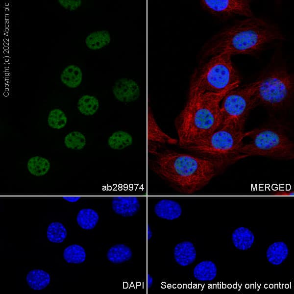 Hnrnp H Antibody Epr25302 12 Bsa And Azide Free Ab289999  Immunocytochemistry Immunofluorescence Img176402