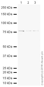 HeLa whole cell lysate(AB150035)