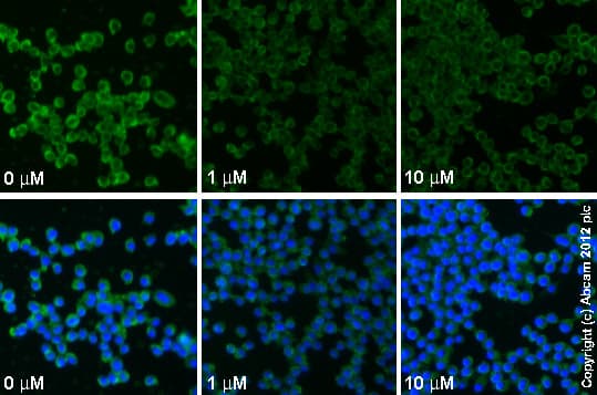 Anti-TNF alpha antibody [52B83](AB1793)