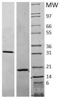 Recombinant human M-CSF protein (Active)(AB62015)