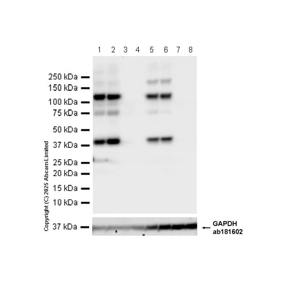Anti-C3 antibody [EPR19394](AB200999)
