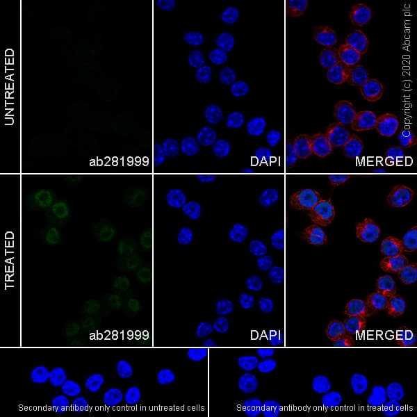 Anti-STAT1 antibody [1/Stat1](AB281999)