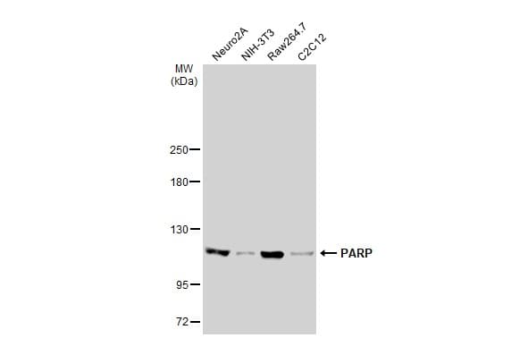 Anti-PARP1 antibody(AB227244)