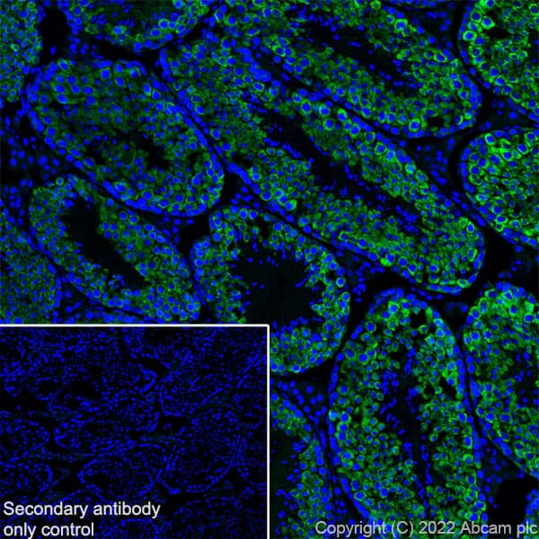 Goat Anti-Chicken IgY H&L (Alexa Fluor® 488)(AB150169)