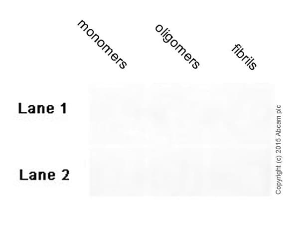 Anti-beta Amyloid 1-42 antibody [mOC98] - BSA and Azide free(AB240360)