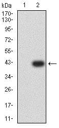 Atg3 Antibody 7a1d1 Ab233560  Western Blot Img147281