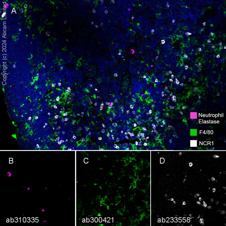 Anti-F4/80 antibody [EPR26545-166](AB300421)