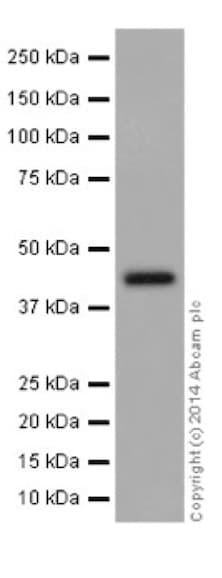 Ilkap Antibody Epr16145 Ab196013  Western Blot Img159873