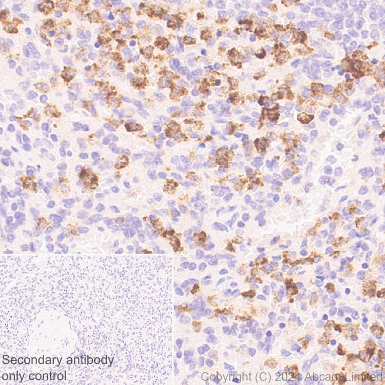 Ykl 40 Chi3l1 Antibody Rm1204 Bsa And Azide Free Ab319165  Immunohistochemistry Formalin Pfa Fixed Paraffin Embedded Sections Img434077