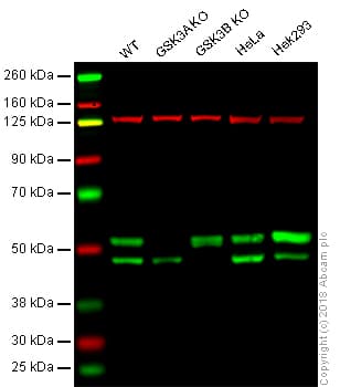Anti-GSK3 beta + GSK3 alpha antibody [EPR18814-102] - BSA and Azide free(AB226169)
