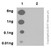 Anti-p53 (phospho S392) antibody [EP155Y] - BSA and Azide free(ab239211)