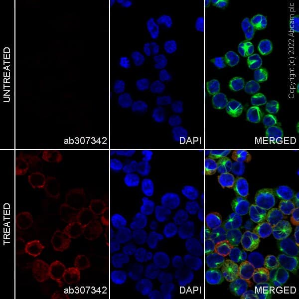 Alexa Fluor® 555 Anti-MX1 antibody [EPR24485-19](AB307342)