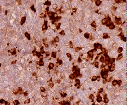 Donkey Anti-Goat IgG H&L (HRP polymer), prediluted(AB214881)