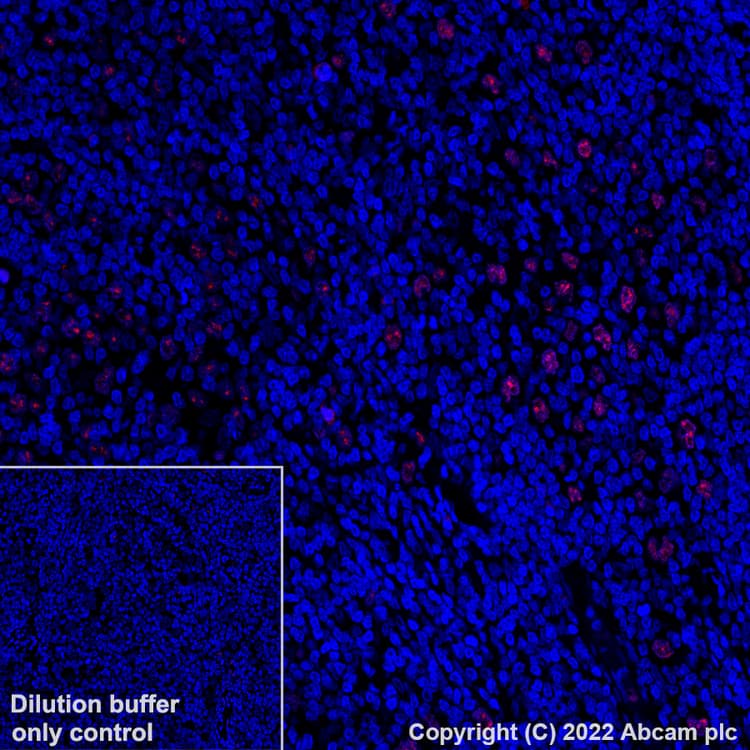 Alexa Fluor® 647 Anti-BATF3 antibody [EPR26558-38](AB307471)