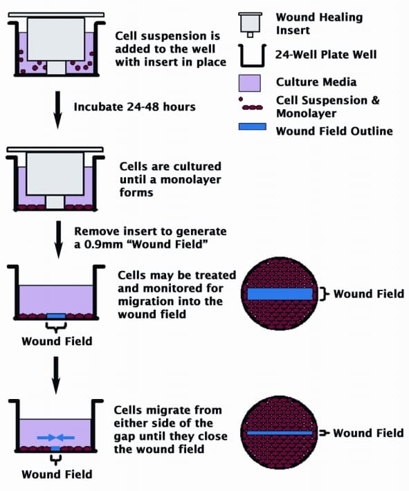 Wound Healing Assay(AB242285)