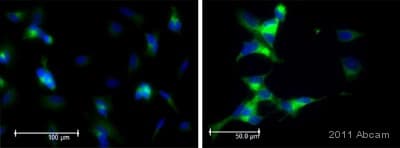 Anti-PSD95 antibody - Synaptic Marker(AB18258)