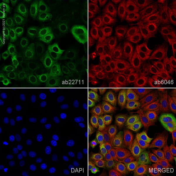 Muc1 Antibody Sm3 Ab22711  Immunocytochemistry Immunofluorescence Img166948