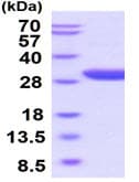 Recombinant human EPO-R protein (Active)(AB219430)