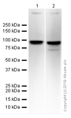 Ddx21 Antibody Epr14495 Ab182156  Western Blot Img11201