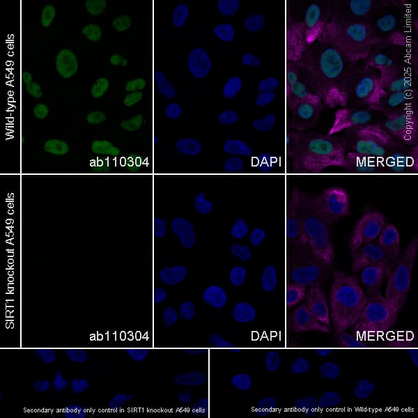 Anti-SIRT1 antibody [19A7AB4](AB110304)