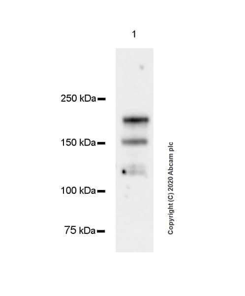 Anti-NMDAR2B antibody [EPR23460-119] - BSA and Azide free(AB275096)