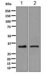 Syntaxin 1a Antibody Epr11073b Ab170889  Western Blot Img145735