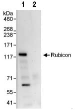 Anti-Rubicon/Baron antibody(AB92388)