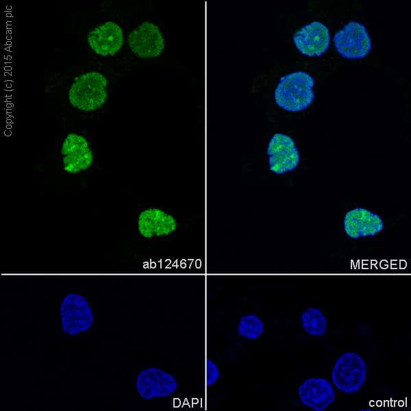Hmgb2 Antibody Epr6301 Ab124670  Immunocytochemistry Immunofluorescence Img58902