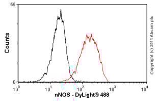 Anti-nNOS (neuronal) antibody [EP1855Y](AB76067)