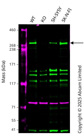 Anti-Calnexin antibody [CANX/1543](AB238078)
