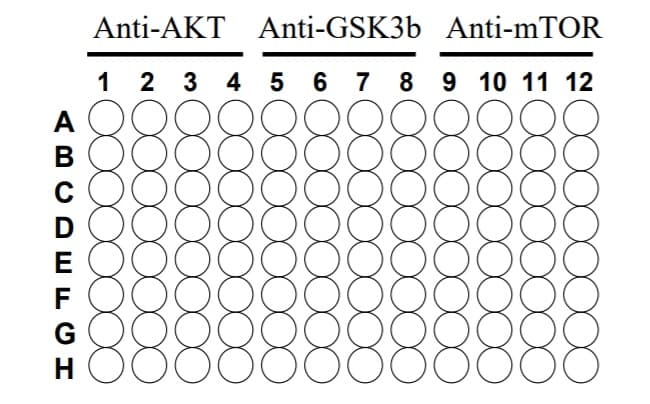 Phospho-AKT / GSK3 beta / mTor ELISA kit(AB279732)