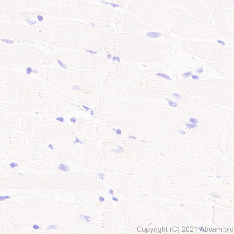 Anti-CD208 antibody [EPR24265-8](AB271053)