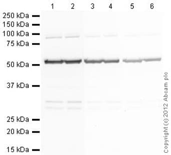 Anti-Tubulin antibody [YL1/2] - Loading Control(AB6160)