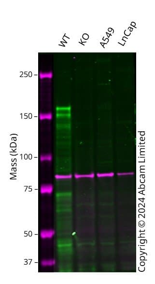 Anti-PRDM16 antibody [EPR24315-59](AB303534)