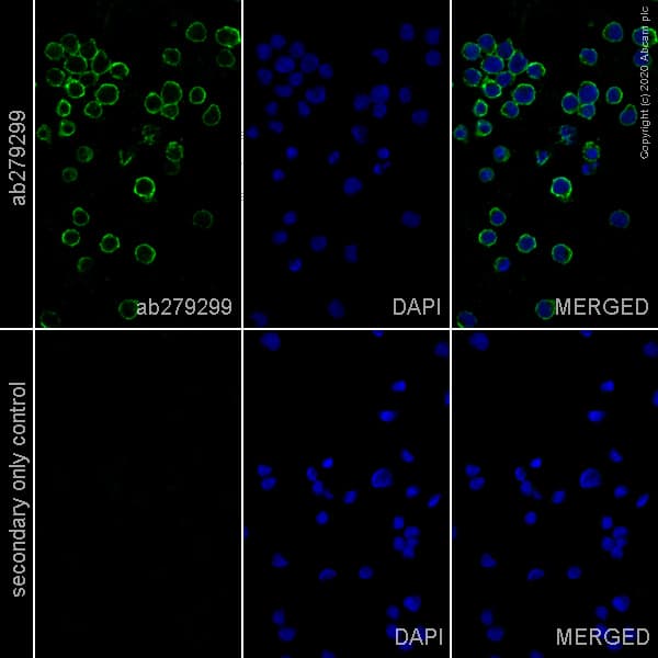 Anti-CD20 antibody [EP459Y] - Mouse IgG2a (Chimeric) - BSA and Azide free(AB279311)