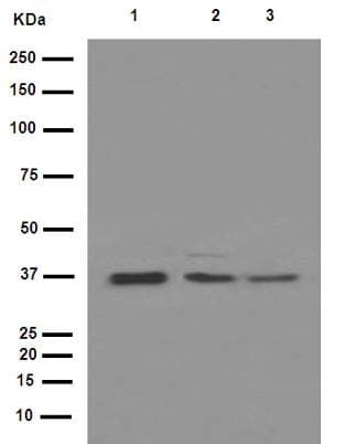 Anti-IKB alpha antibody [E130](AB32518)