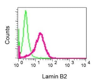 Lamin B2 Antibody Epr9700b Bsa And Azide Free Ab248858  Flow Cytometry Intracellular Img27258