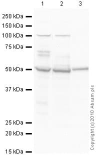 Anti-CaMKII alpha antibody [6G9](AB22609)