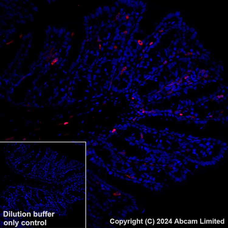 Alexa Fluor® 647 Anti-FLAP antibody [EPR27505-52](ab319019)