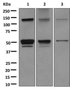 Aspartate Beta Hydroxylase Antibody Epr10351 Bsa And Azide Free Ab249694  Western Blot Img126982