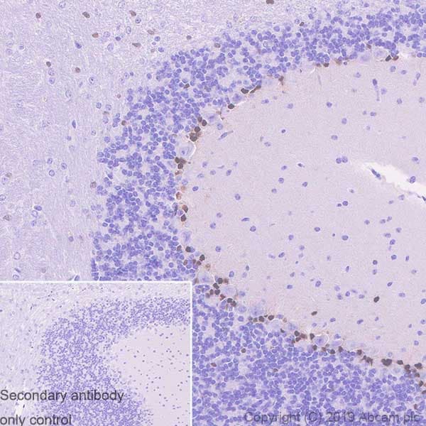 Sox1 Antibody Epr23041 60 Bsa And Azide Free Ab263870  Immunohistochemistry Formalin Pfa Fixed Paraffin Embedded Sections Img79974