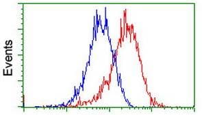 Anti-PADI4 / PAD4 antibody [OTI4H5](AB128086)