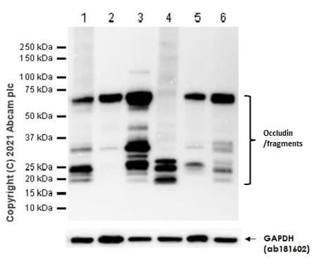 Anti-Occludin antibody [EPR20992](AB216327)