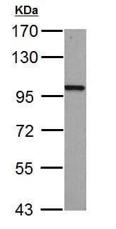 Anti-beta Catenin antibody - ChIP Grade(AB227499)