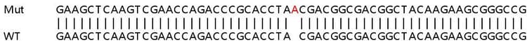 Human Nudt3 Dipp Knockout Hela Cell Line Ab265451  Sanger Sequencing Img411525